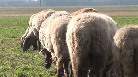 Sheeps view from behind Stock Footage 42362381