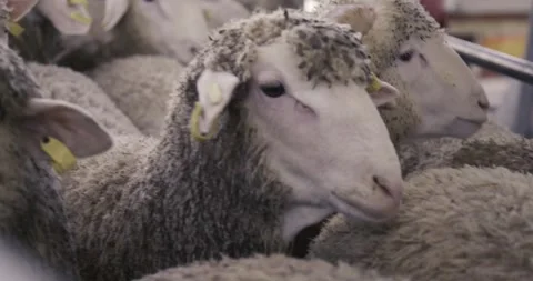 Sheeps waiting to be transported Stock Footage 311569000