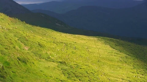 Sheeps walk on alpine hills. Stock Footage 81981857