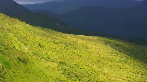 Sheeps walk on hills. Stock Footage 80758739