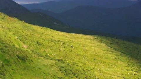 Sheeps walk on hills. Time lapse. Stock Footage 81199931