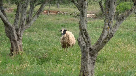 Sheeps walking and eating grass in pasture on Crete island. Greece Stock Footage 117779196