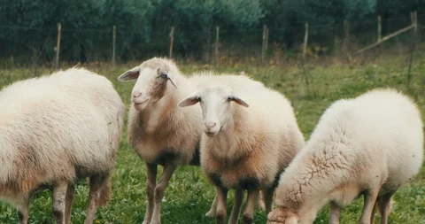 Sheeps walking and eating grass on a green meadow Stock Footage 129954740