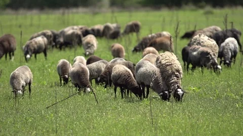 Sheeps walking and resting on a green pasture. Stock Footage 76493045
