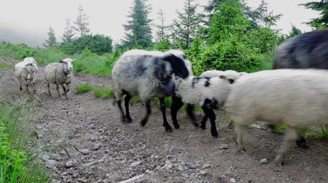 Sheeps walking Stock Footage 48871498