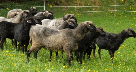 Sheeps walking 库存影片 90623188