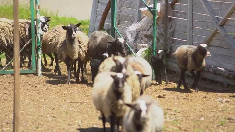 Sheeps walking in the herd from the farm. Field, farming. Stock-Footage 76493071
