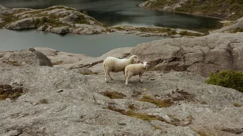 Sheeps walks on mountain cliffs in Lofoten, Norway Video stock 122607985