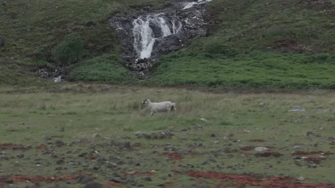 The Sheep's Waterfall Stock Footage 245497395