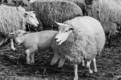 Sheeps in westphalia Stock Photos