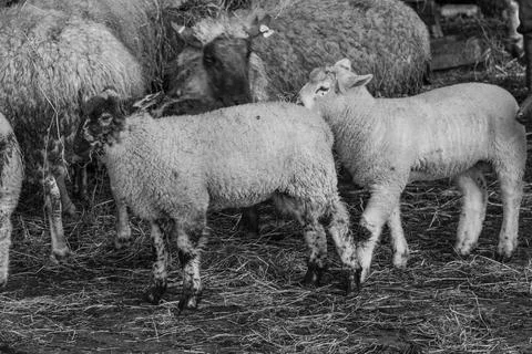 Sheeps in westphalia Foto stock