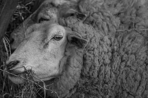 Sheeps in westphalia Stock Photos