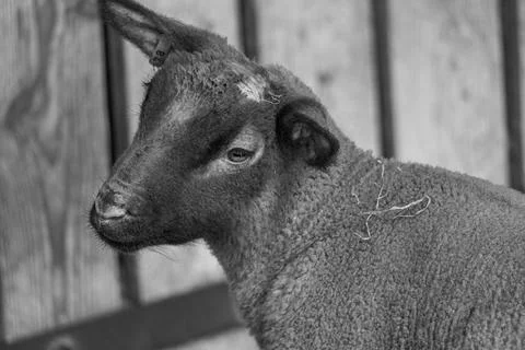 Sheeps in westphalia Foto stock