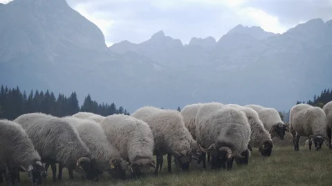 Sheeps with white wool graze in the field in Zabljak, Montenegro 2019 Stock-Footage 119061248