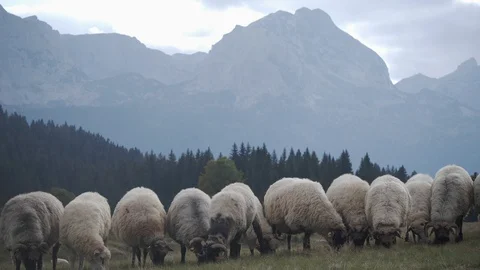 Sheeps with white wool graze in the field in Zabljak, Montenegro 2019 Stock Footage 119061581