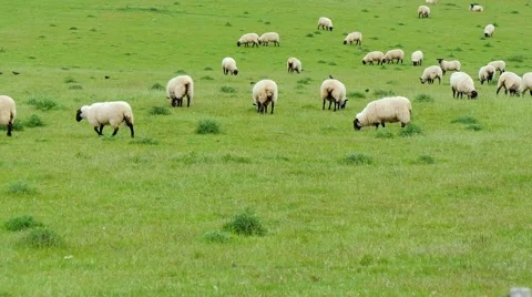 Sheeps in the wild field Stock Footage 50547484