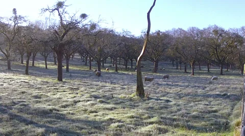 Sheeps in the winter apple orchard. Stock Footage 33450148