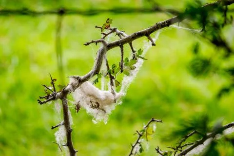 Sheep's wool caught on the branches of a shrub Stock Photos
