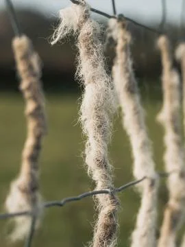 Sheep's wool stuck to barbed wire fence in country Fotos de archivo