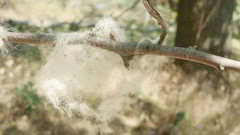 Sheep's wool swayed by the wind on a branch in the forest close-up Vídeos de archivo 201278899