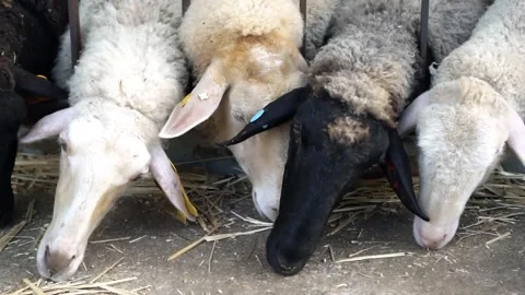 Sheeps In The Zoo Video stock 243278901