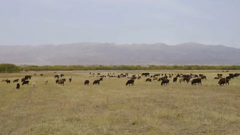 Sheeps1 Stock Footage 226318700