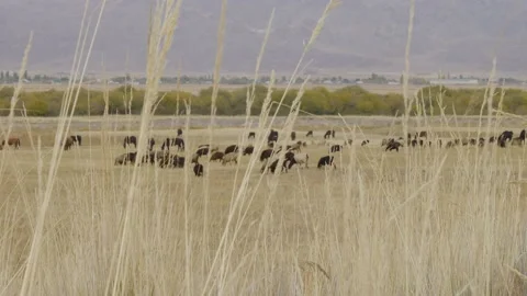 Sheeps2 Stock Footage 226317962