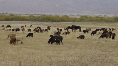 Sheeps3 Stock Footage 226318152