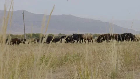 Sheeps4 Stock Footage 226307630