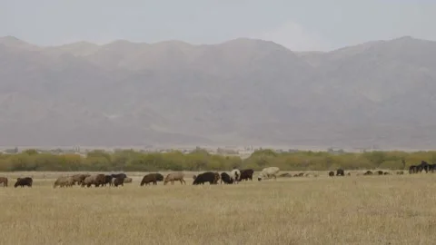 Sheeps5 Stock Footage 226307596