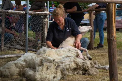 Sheepshearing Stock Photos