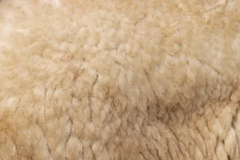 Sheepskin background Stock Photos