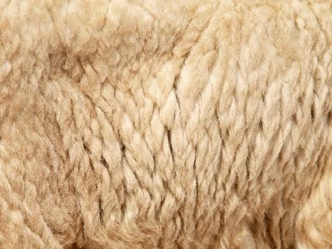 Sheepskin background Stock Photos