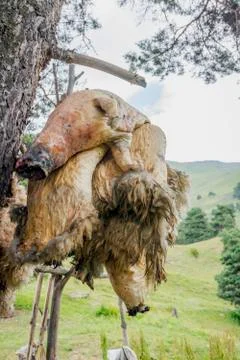 Sheepskin Stock Photos