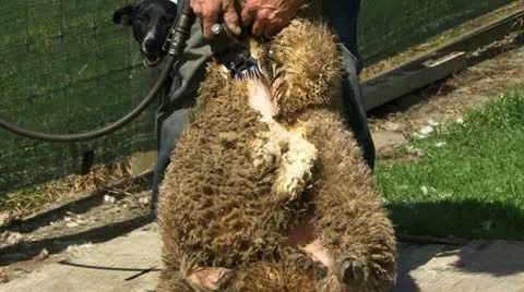 Sheering a sheep Video stock 11238495