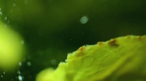 The sheet and particles of green tea Stock Footage 51505832