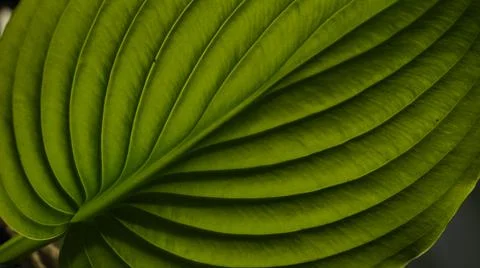 Sheet background texture pattern green summer Stock Photos