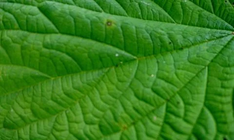 A sheet of black currant Stock Photos