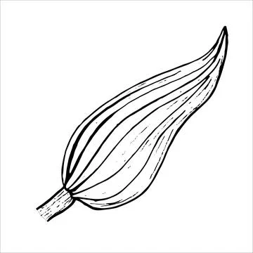 Sheet. Botanical leaf of Lily flower. Hand-drawn on a white background, in Stock Illustration