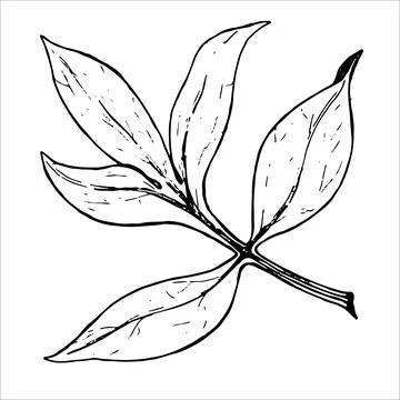 Sheet. Botanical leaf of peony flower. Hand-drawn on a white background, in Stock Illustration