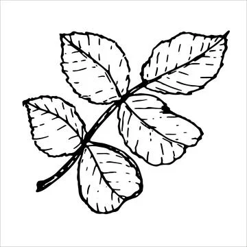Sheet. Botanical leaf of rose flower. Hand-drawn on a white background, in Stock Illustration