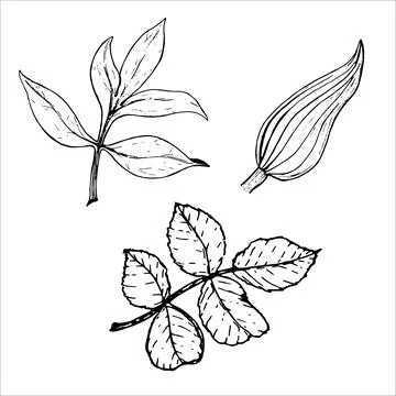 Sheet. Botanical set of flower leaves. Peony, roses and lilies. Hand drawn on a Stock Illustration