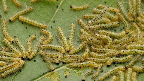 Sheet caterpillar. Sheet caterpillar. Ma... | Stock Video | Pond5