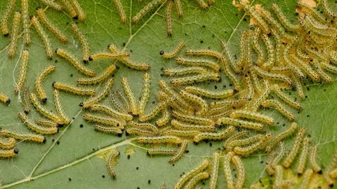 Sheet caterpillar. Sheet caterpillar. Ma... | Stock Video | Pond5