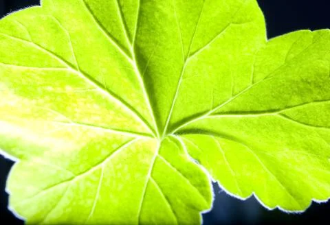 A sheet of geranium with veins close-up. Stock Photos