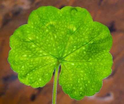 A sheet of geranium with veins close-up. Stock Photos