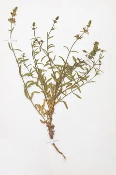 Sheet of herbarium with sample of Stachys recta plant 스톡 사진