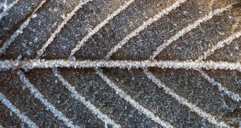 Sheet in hoarfrost Foto stock