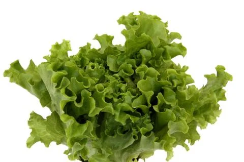 Sheet lettuce Stock Photos