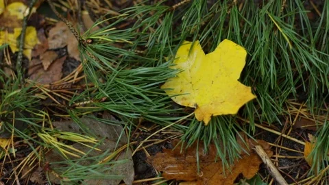 The sheet lies on the ground Video stock 81293252